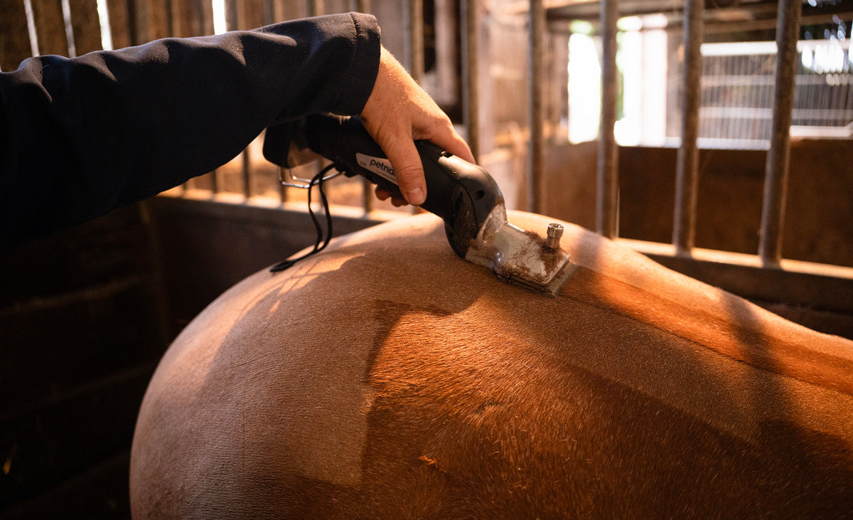 Een hand die een elektrische schaar gebruikt om de vacht van een bruin paard te trimmen in een stal met houten omheining