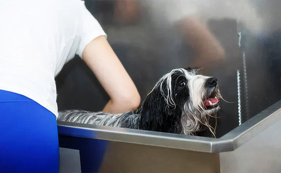 Een zwart-witte hond met lange vacht staat in een metalen hondenbad terwijl een persoon hem wast met zorg en aandacht