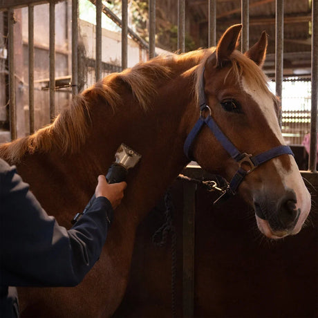 Bruin paard met een witte vlek wordt getrimd met een tondeuse in een stal, omringd door houten staldeuren en een warme sfeer