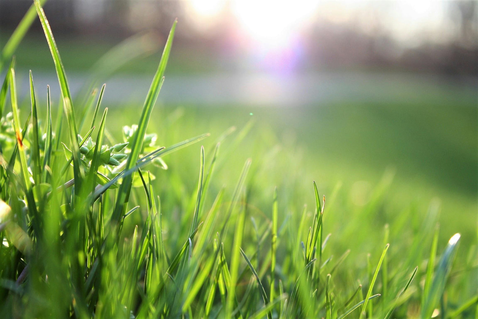 Groene grasvelden met glanzende, natte sprieten in de ochtendzon, perfect voor een efficiënte tuinervaring