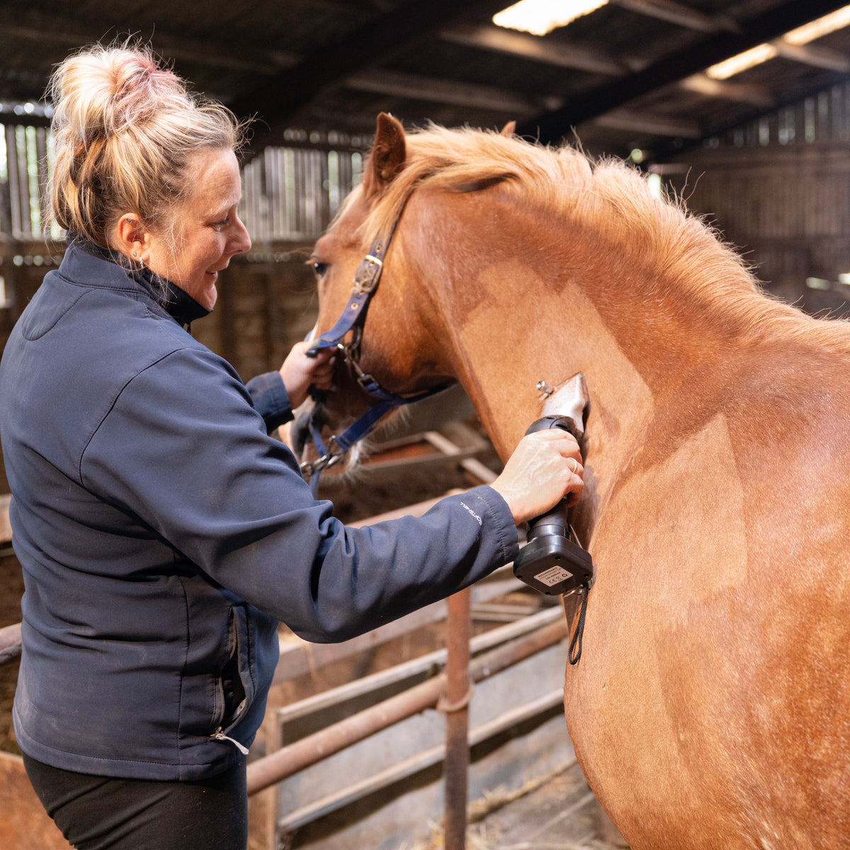 Een vrouw met een blauwe jas trimt de vacht van een kastanjebruine paard met een tondeuse in een stal met houten elementen